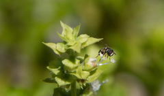 Syrphidae