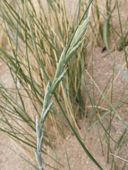 Elymus farctus
