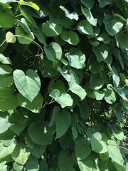 Aristolochia clematitis