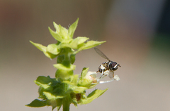 Syrphidae