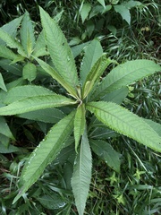 Vernonia flaccidifolia