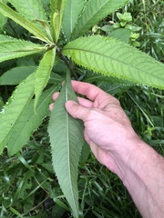 Vernonia flaccidifolia