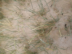 Elymus farctus