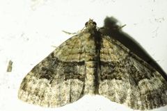 Xanthorhoe biriviata