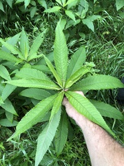 Vernonia flaccidifolia