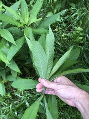 Vernonia flaccidifolia