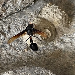 Delta pyriforme circinale