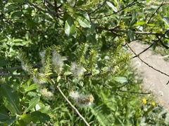 Salix × reichardtii