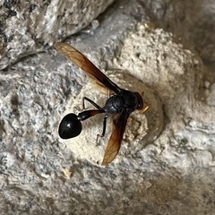 Delta pyriforme circinale