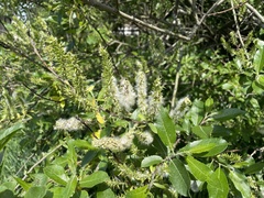 Salix × reichardtii