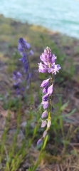 Polygala wolfgangiana