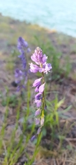 Polygala wolfgangiana