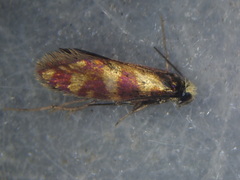 Micropterix tunbergella