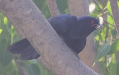 Eudynamys scolopaceus
