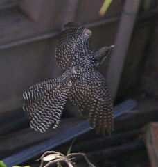 Eudynamys scolopaceus