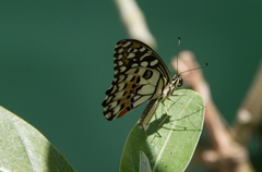 Papilio demoleus
