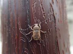 Phloeobius