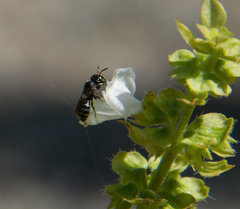 Ceratinidia