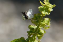 Ceratinidia