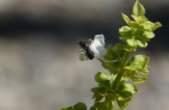 Ceratinidia
