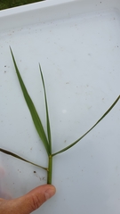 Sporobolus anglicus