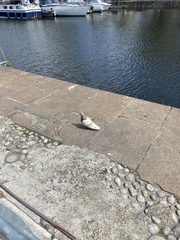 Columba livia domestica