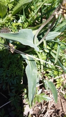 Ranunculus amplexicaulis