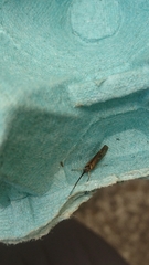 Limnephilus auricula