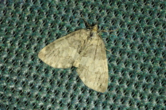 Hydriomena impluviata