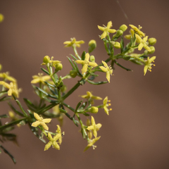Galium capense