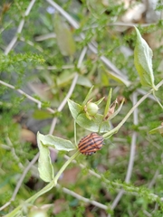 Graphosoma italicum italicum
