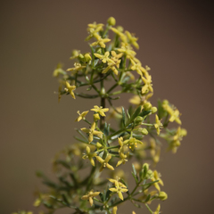 Galium capense