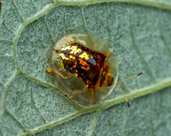 Aspidimorpha furcata