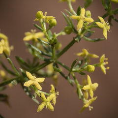Galium capense