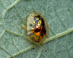 Aspidimorpha furcata