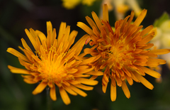 Crepis aurea