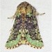 Major Sallow - Photo (c) suegregoire, some rights reserved (CC BY-NC), uploaded by suegregoire