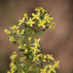 Galium capense