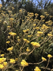 Helichrysum stoechas stoechas