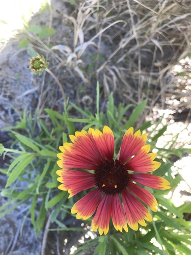 Gaillardia pulchella image