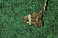 Bryophila ereptricula