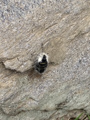 Lycia alpina
