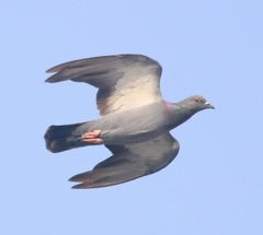 Columba livia