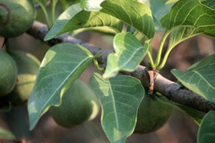 Meyna laxiflora