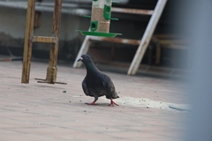 Columba livia