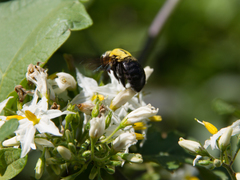 Xylocopa ocularis
