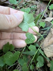 Hydrocotyle acutiloba