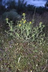 Scolymus