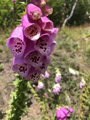 Digitalis purpurea