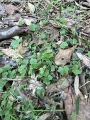 Hydrocotyle acutiloba